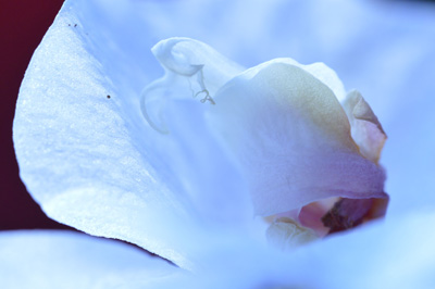  le cimetiere des fleurs